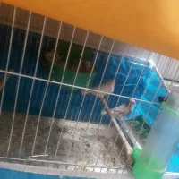 فنج هاف اورنج  معاوضه باسهره