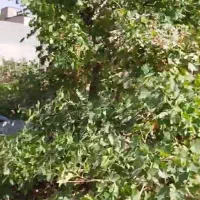 ویلا ۱۰۰۰ متری رودهن خیابان اباصالح (کلاهک)|فروش خانه و ویلا|رودهن, |دیوار