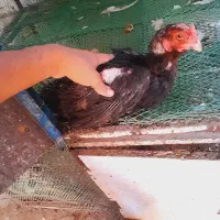 مرغ لاری بوقلمون جوجه بوقلمون نر و ماده