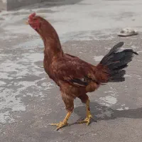 خروس لاری با قیمت خیلی خیلی مناسب