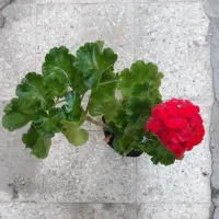 گل طبیعی عمده|گل و گیاه طبیعی|بم, |دیوار