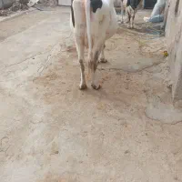 گاو سیمینتال|حیوانات مزرعه|گتوند, |دیوار