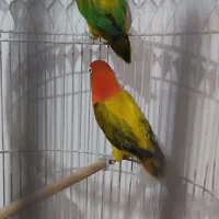 کوتوله وعروس هلندی|پرنده|مشهد, ایثار|دیوار