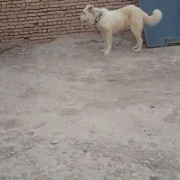 سگ کله|سگ|تبریز, |دیوار