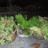 سیکاس|گل و گیاه طبیعی|تهران, قبا|دیوار