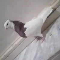پرنده|پرنده|نجف‌آباد, حومه نجف آباد|دیوار