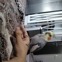 عروس هلندی بالغ