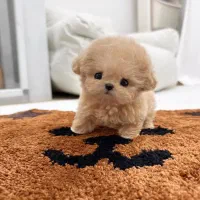 پودل سایز صفر|سگ|تهران, پونک|دیوار