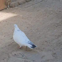 کفتر پرشی|پرنده|کرج, ساسانی (قلمستان)|دیوار