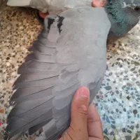 دمگیر ماده دورگه روزگاری|پرنده|اصفهان, شیخ طوسی|دیوار