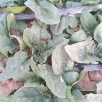 شوید و اسفناج درجه ۱ساقه کوتاه در محل کیلو ۴۵|خوردنی و آشامیدنی|شاهرود, |دیوار