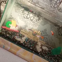 آکواریوم ماهی|ماهی|مشهد, ثامن|دیوار