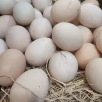 تخم مرغ محلی نطفه دار مرغ و خروس اصیل