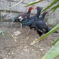 مرغ لاری|حیوانات مزرعه|رودسر, |دیوار