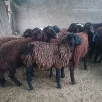 فروش گوسفند بره میش قوچ