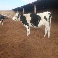 تلیسه سرسینه گاو گوساله