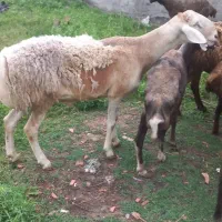 بره قوچ چینی