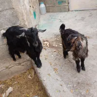 کهره فروشی در باغملک