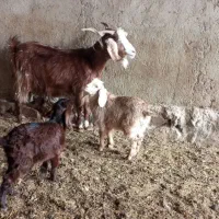 بز دوقلو|حیوانات مزرعه|نیشابور, شهرک رضوی|دیوار