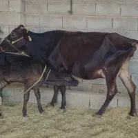 گاو جرسی با گوساله نر سویسری