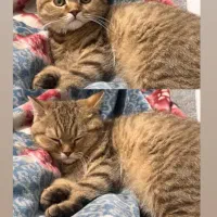 گربه|گربه|امیدیه, |دیوار