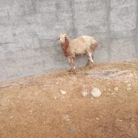 فروش یک عدد شک وران چینی