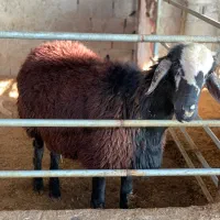 قوچ همو|حیوانات مزرعه|بابل, |دیوار