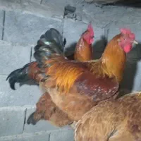 مرغ و خروس محلی|حیوانات مزرعه|دالخانی, |دیوار