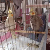 با سلام دوجفت عر‌س هلندی نر سینامون وماده