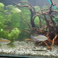 انواع ماهی|ماهی|رشت, پیرکلاچای|دیوار