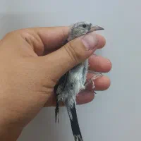 سهره سبیل زده نر گردن کلفت|پرنده|مشهد, هفت تیر (حافظ)|دیوار