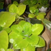 گل وگیاه|گل و گیاه طبیعی|صحنه, |دیوار