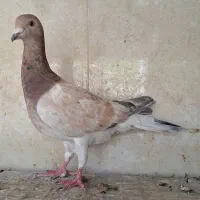 کبوتر قزوینی|پرنده|اصفهان, تخت فولاد|دیوار