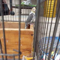 فروش ۴ عدد عروس هلندی نر بالغ