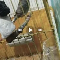 قناری نر گلاستر بخون|پرنده|خرمدشت, |دیوار