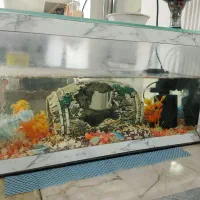 آکواریوم|ماهی|مشهد, شهرک رازی (شهرک غرب)|دیوار