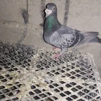 14استن