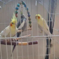 عروس هلندی ۲تانر یدونه ماده .چند کلمه حرف میزنن|پرنده|بروجرد, |دیوار