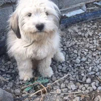 سگ تریر ۱ساله نر|سگ|باسمنج, |دیوار