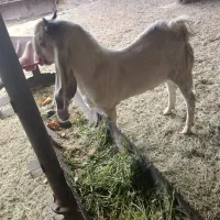 فروش قوچ داشتی کهره چپش بز گلابی|حیوانات مزرعه|آبپخش, |دیوار