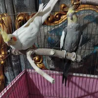 عروس هلندی جفت مولد به شرط