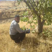 خرید و فروش انواع چوب در حومه بوکان وشاهیندژ|خدمات باغبانی و درختکاری|بوکان, |دیوار