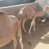 فروش دونفر شتر نژادی|حیوانات مزرعه|سیب و سوران, |دیوار