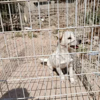 سگ پا کوتاه|سگ|بندر گناوه, |دیوار