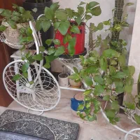 استند دوچرخه ای گل