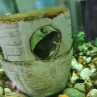 اکواریوم ام دی اف