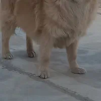 سگ اشپیتز کامل خونگی بدون کوچک ترین صدا