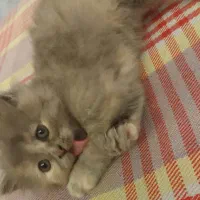 گربه اسکاتیش