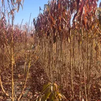 نهالستان انواع نهالهای گیلاس.البالو.هلو.انگورسیاه|خدمات باغبانی و درختکاری|سنندج, |دیوار