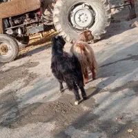 دو عدد بز ماده|حیوانات مزرعه|خوی, |دیوار